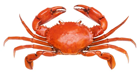 Top quality Frozen Fresh Red King Crabs and King Crab