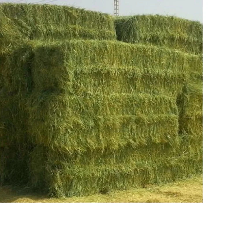 Alfalfa Hay at very cheap price / Quality Rhodes Grass Hay Alfalfa