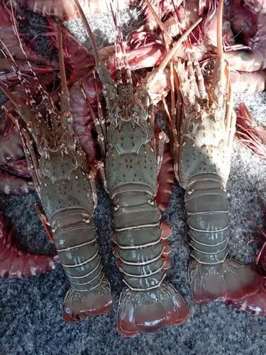 Premium Seafood Fresh and Frozen Lobster, Lobster Tails For Sale/Live Lobsters/live Spiny Lobsters