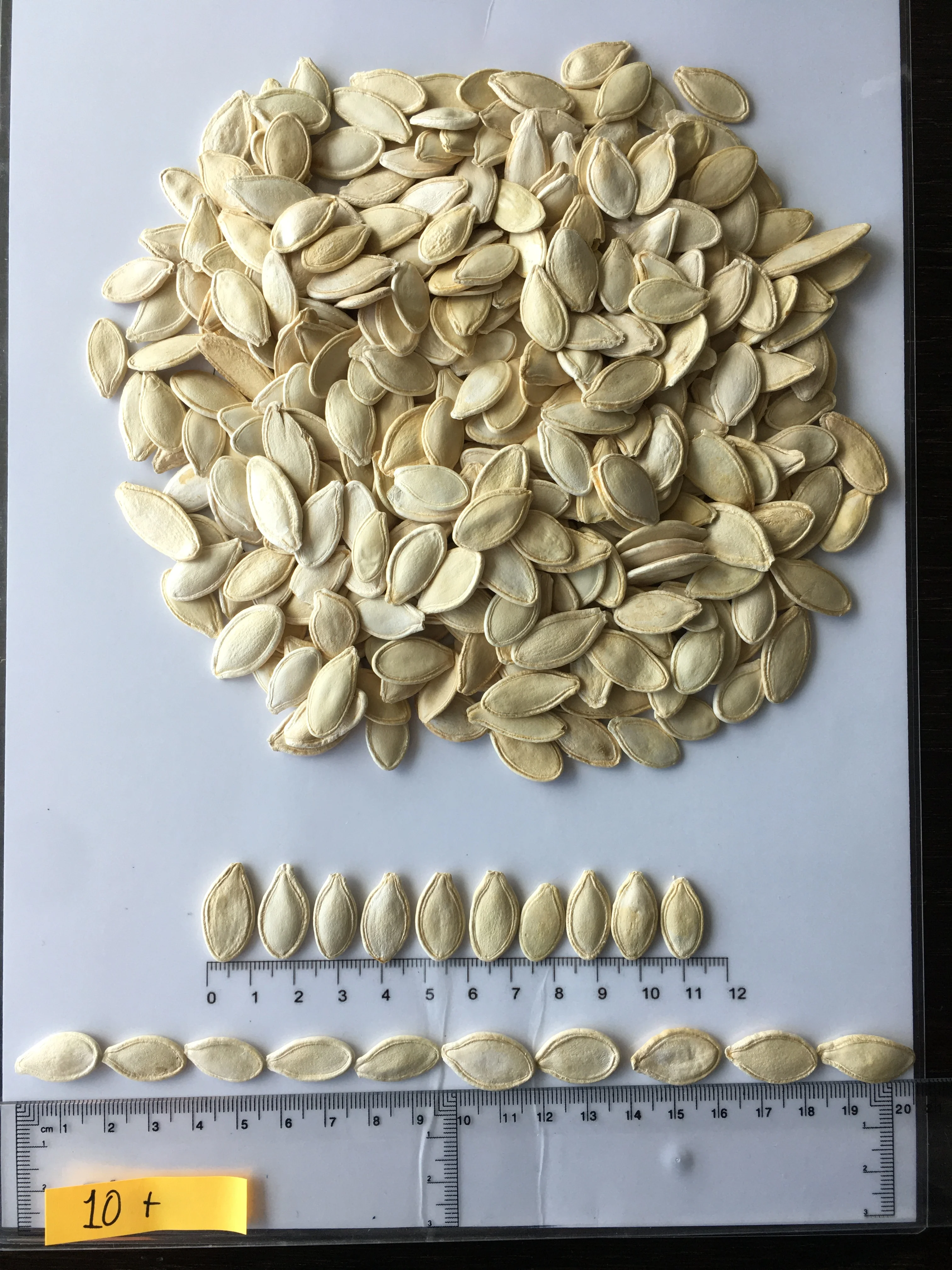 Высококачественные семена тыквы необработанного типа, стильные пищевые органические оригинальные снэки, высококачественный продукт, место HACCP GreatTaste