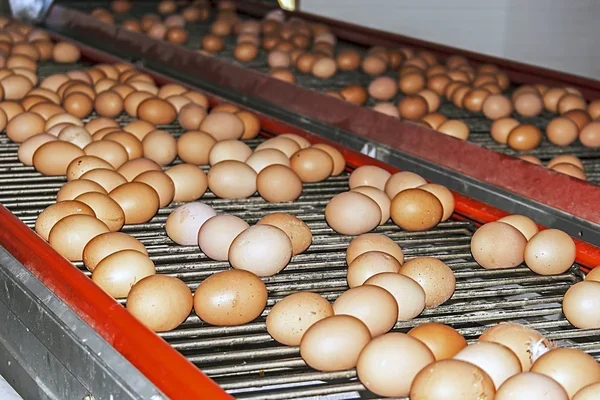 Оптовая цена, бройлерные инкубационные яйца Ross 308 и Cobb 500, куриные настольные яйца свежие с фермы