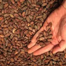 Dried Raw Cacao