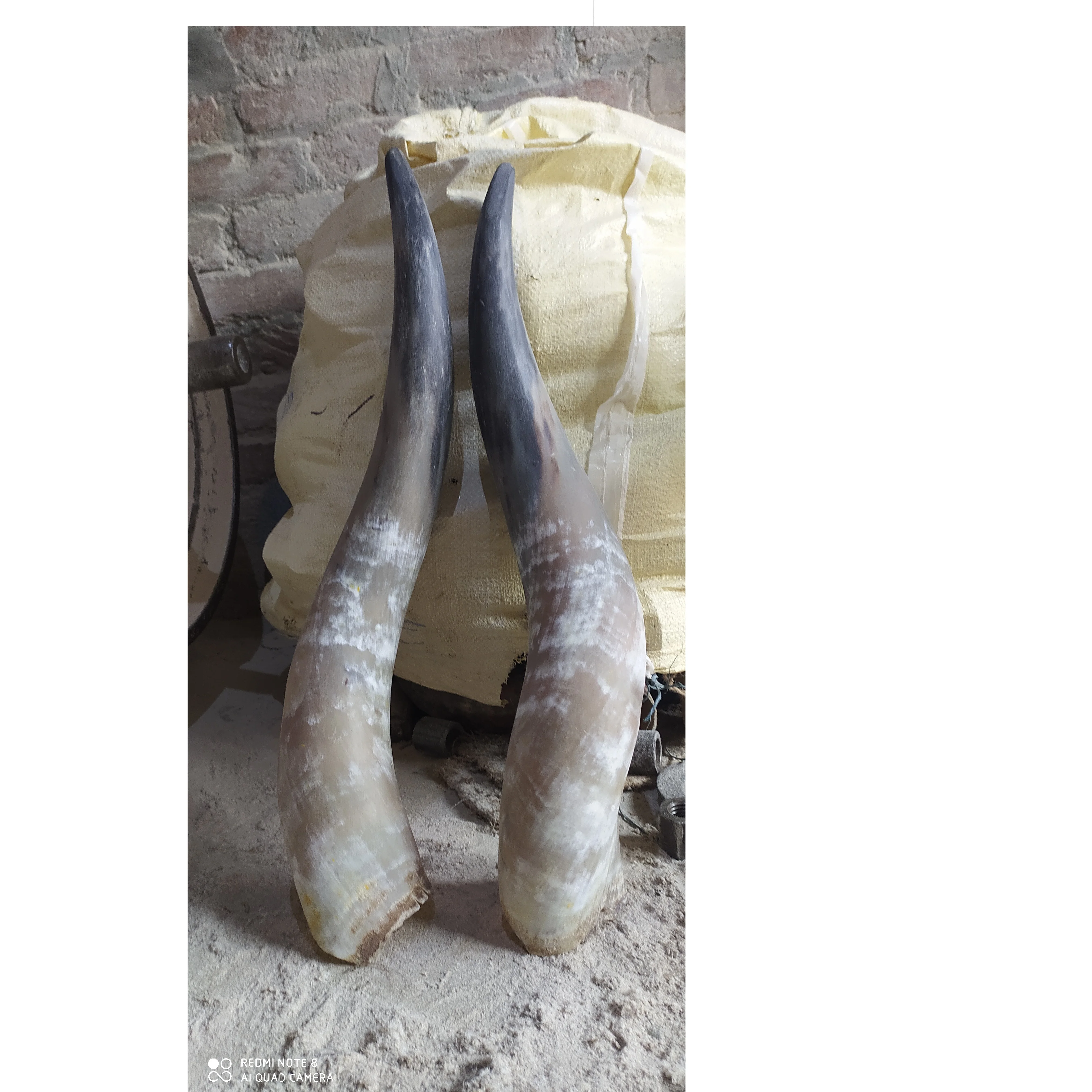 Long buffalo pair horn wall mounted customized decorate use wholesale price buffalo pair horn manufacture from India