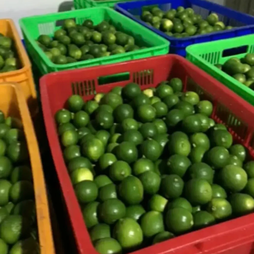 Vietnam Agriculture Organic Sour Taste Traditional Seasoning Size S M L Seedless Natural Lime From Vietnam
