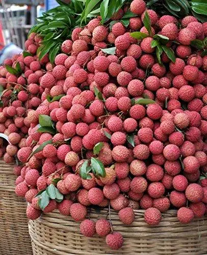 Fresh Lychee wholesales premium quality delicious natural juicy taste export vietnam new crop 2023