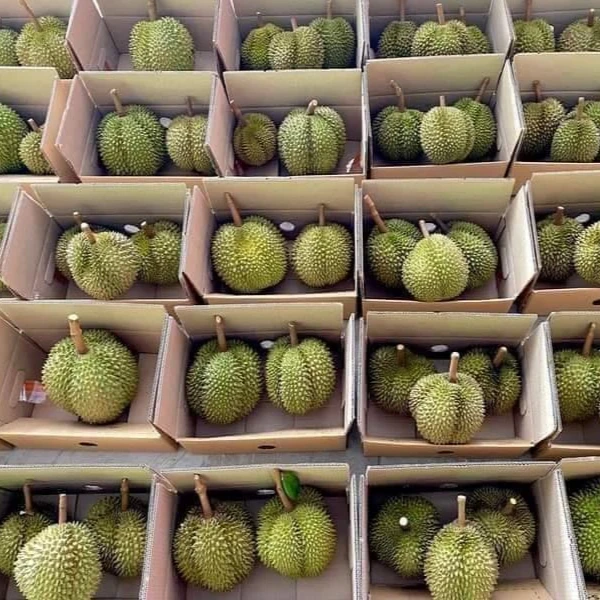 Fresh Durians Fruit Monthong Durian Sweet and Delicious Natural 100% from Thailand Premium Quality First Grade