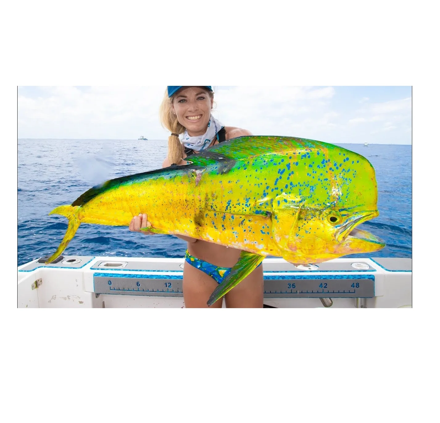 Wholesale Manufacturer and Supplier From Germany Frozen Whole Mahi-Mahi fish Size 1000gr Up High Quality Cheap Price