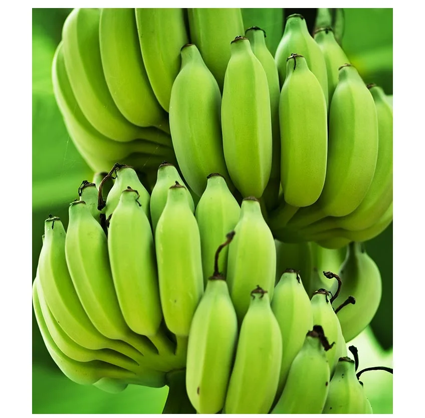 fresh green cavendish banana high quality best popular fruit of Thailand