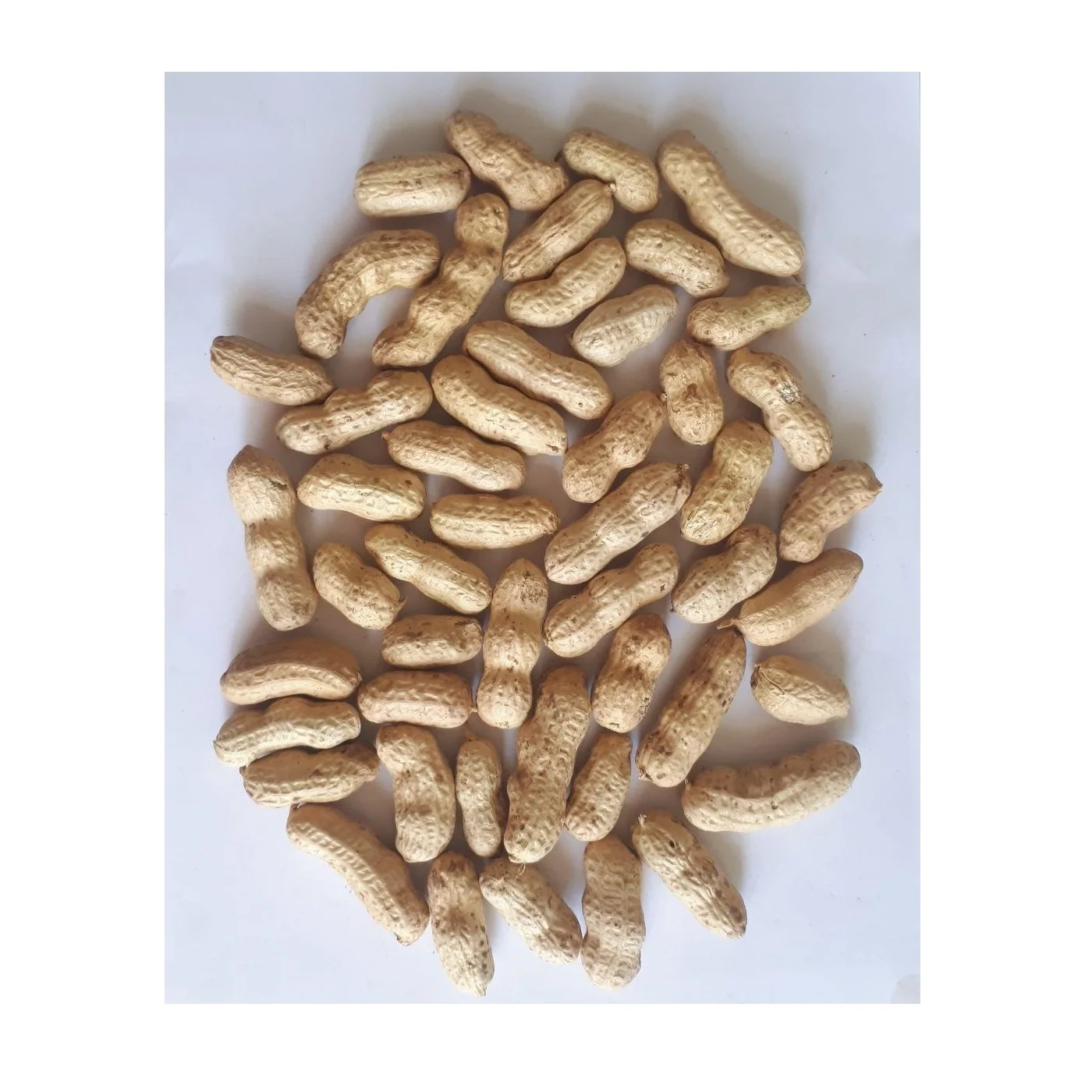 Wholesale Natural Organic First Grade Shelled Peanut Bulk Raw Peanut In Shell Laser Sorting Peanuts Nuts & Kernels
