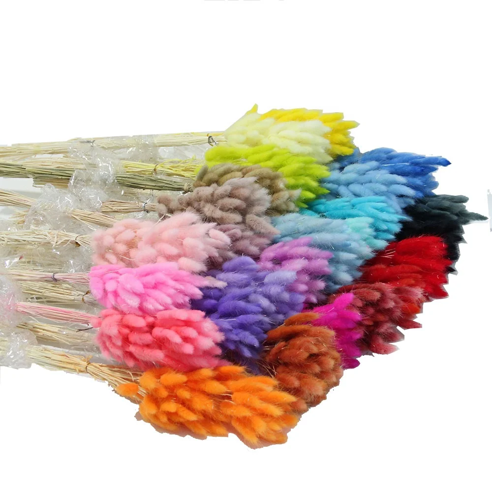 Preserved Dried Rabbit or Bunny Trail Grass Lagurus Ovatus Real Flower Colorful Grass For Home or Wedding Decoration Arrangement