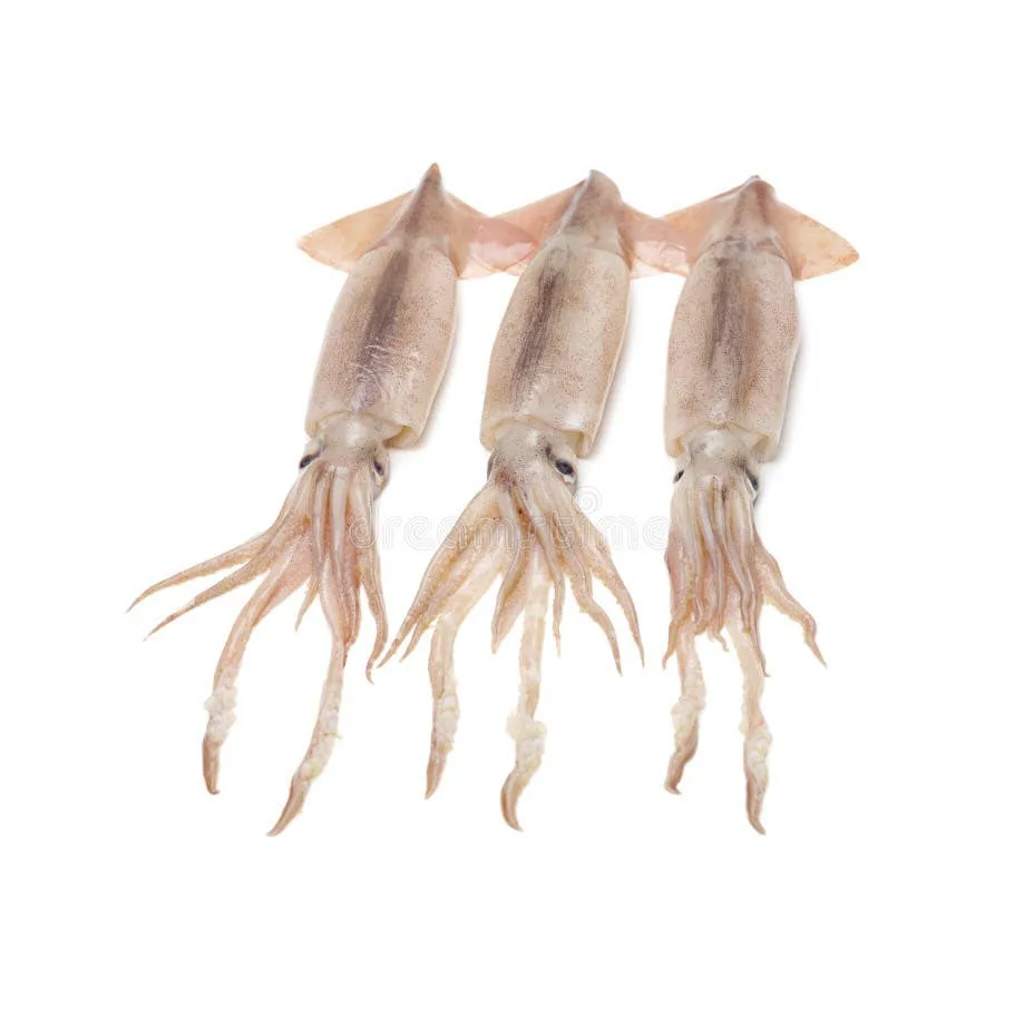 Thailand Fresh Squid / High Quality Dry Dried Free Tax Flower and SSquid Fillet