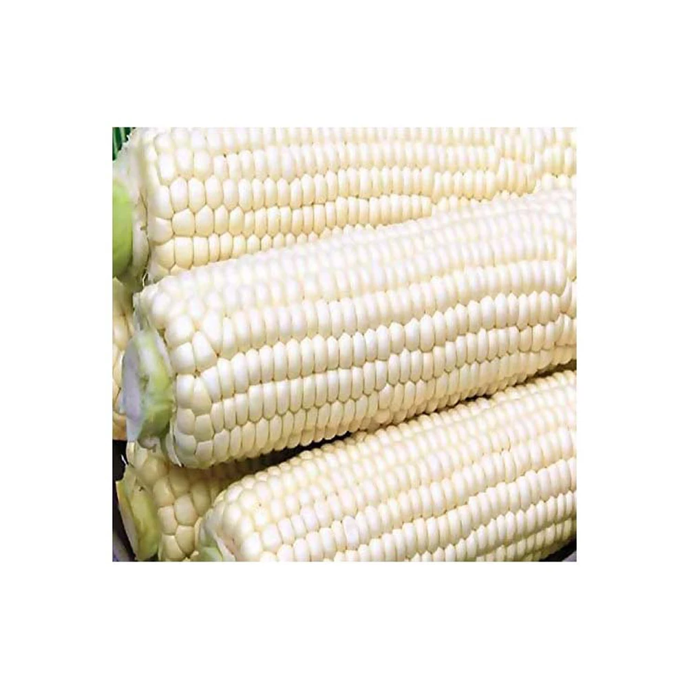 Best Price Agricultural Product White Corn/ White Maize, Dried White Corn, Popcorn, White Corn Maize