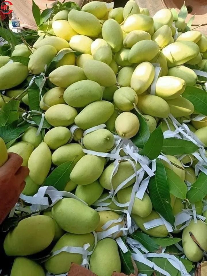 High Quality Vietnam Brand Fresh Fruit Export Organic Cultivation Unripe Maturity Slightly Sweet Taste Keo Mango
