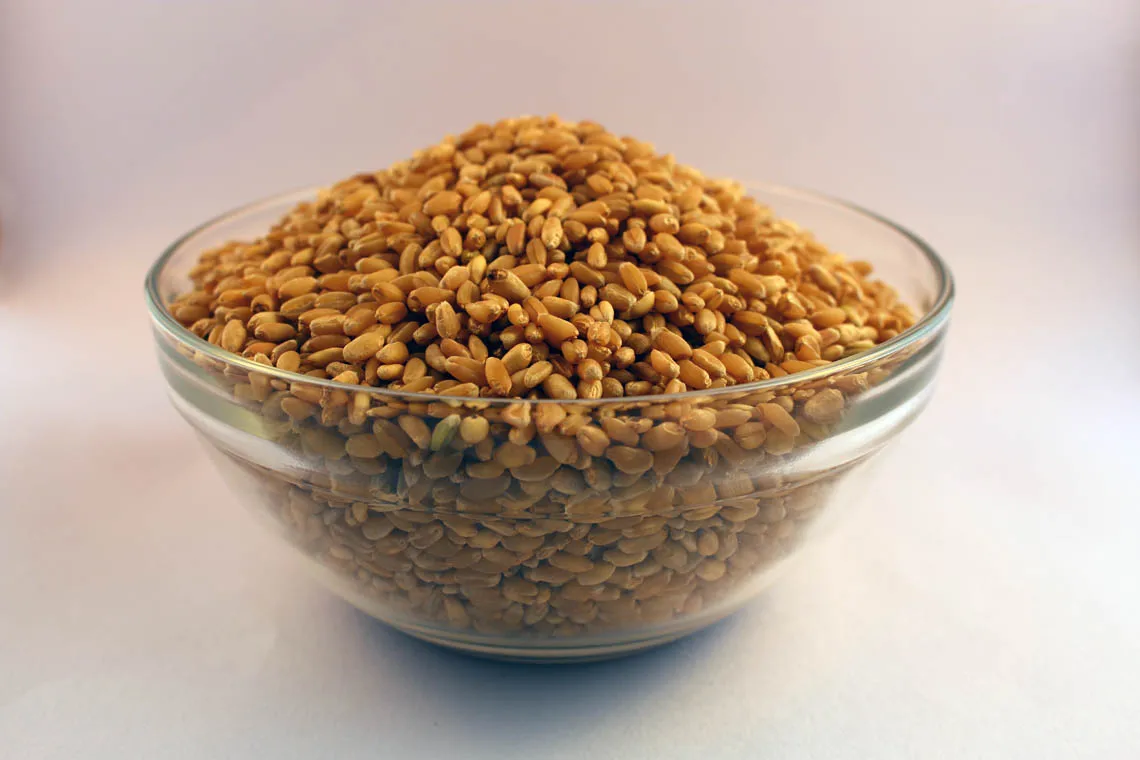 Органически выращенные Новые зерна пшеницы с максимальной влажностью 13% доступной для экспорта по лучшей оптовой цене