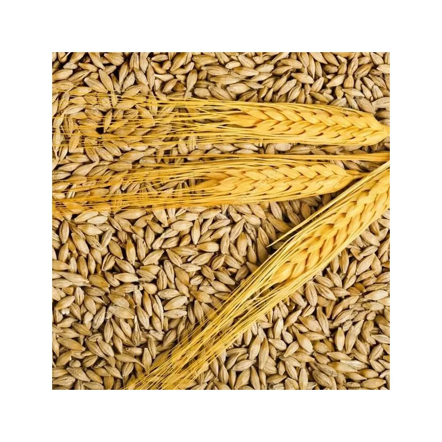 Barley Grains Premium Barley Seeds/Animal feed barley