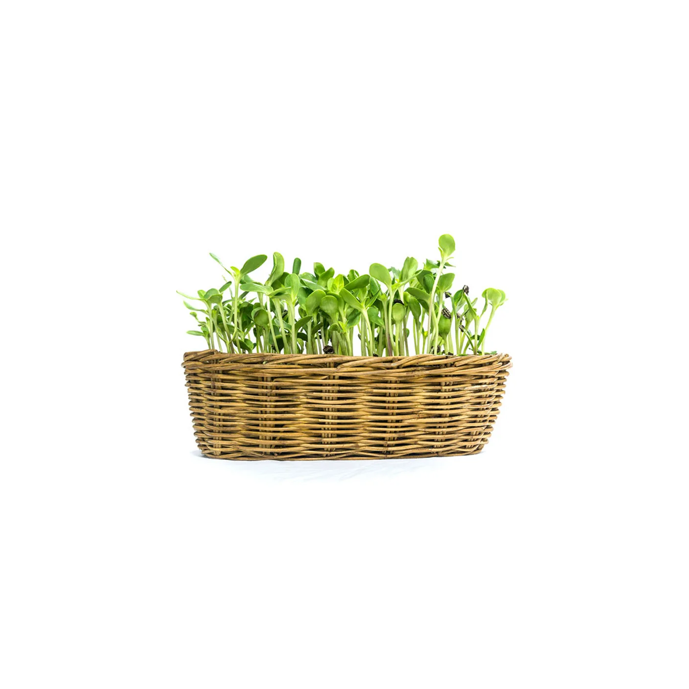 Highest Selling Premium Good Grade Sunflower Microgreens Organics Tastes Freshness and High Sweetness