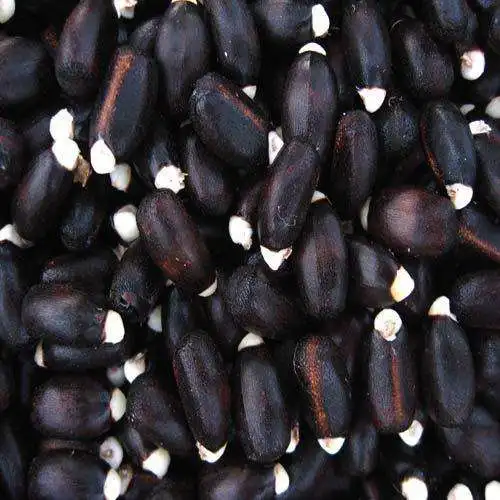 Dried Natural Jatropha Seeds for Sale
