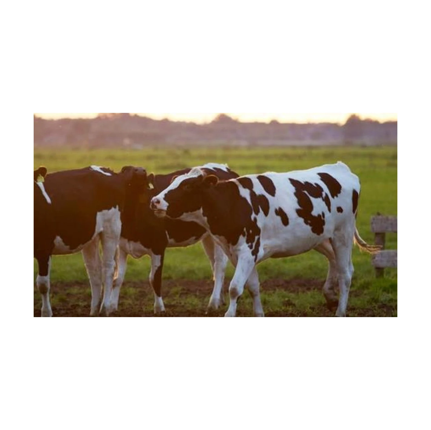 Foton 4-6m Livestock Transport Trailer General Livestock Trailer Animal Transport Cargo Truck Animal Feed