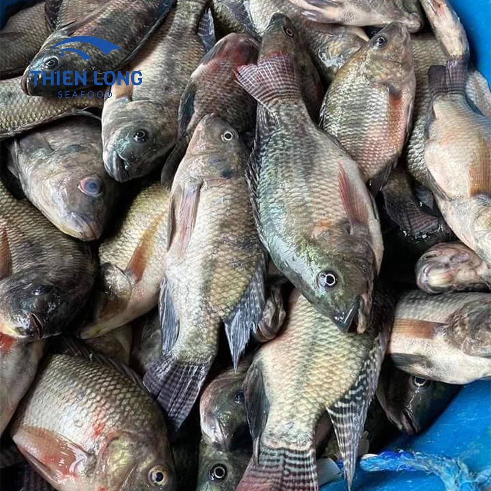 Wholesale frozen seafood Fast shipping with low price Frozen tilapia