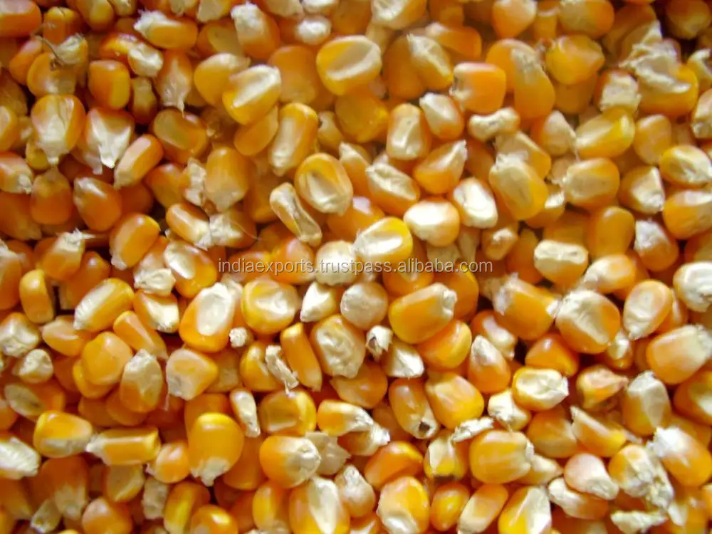 Best Quality Yellow Corn Available at Wholesale Prices Best Selling Maize Corn From India For Export Sale