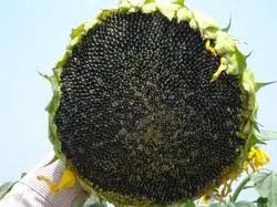 2022 New Crop Healthy Fresh Pure Natural Import Sunflower Seeds