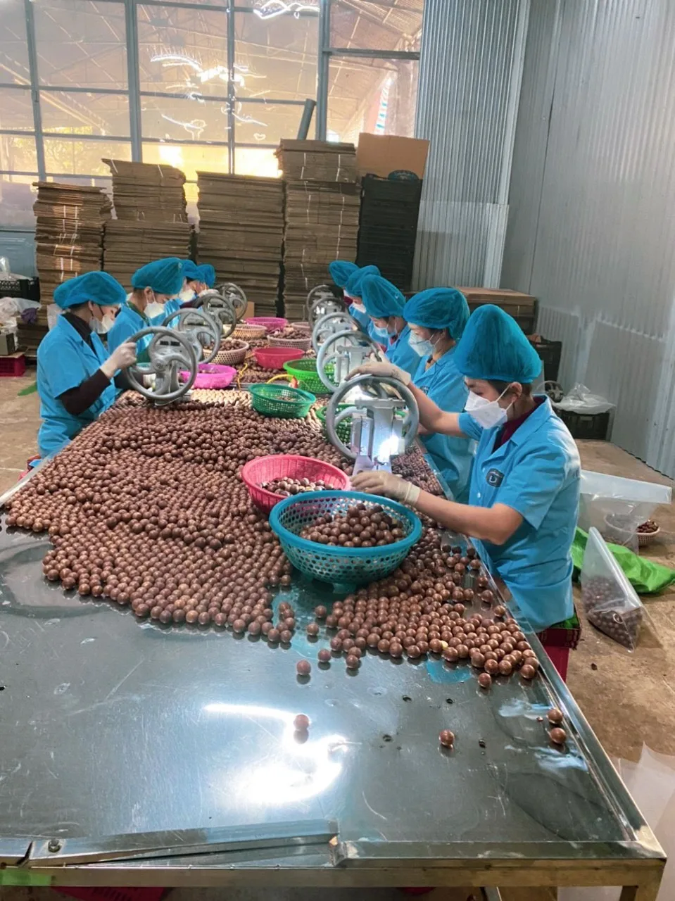 Macca Nut Professional Team Export Food High Protein Customized Packaging Made In Vietnam Trading