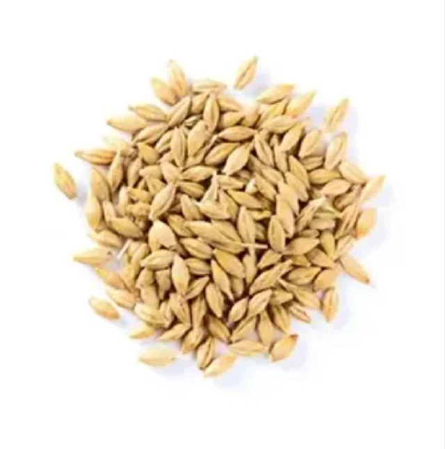Barley Grains Premium Barley Seeds/Animal feed barley/bulk barley grains