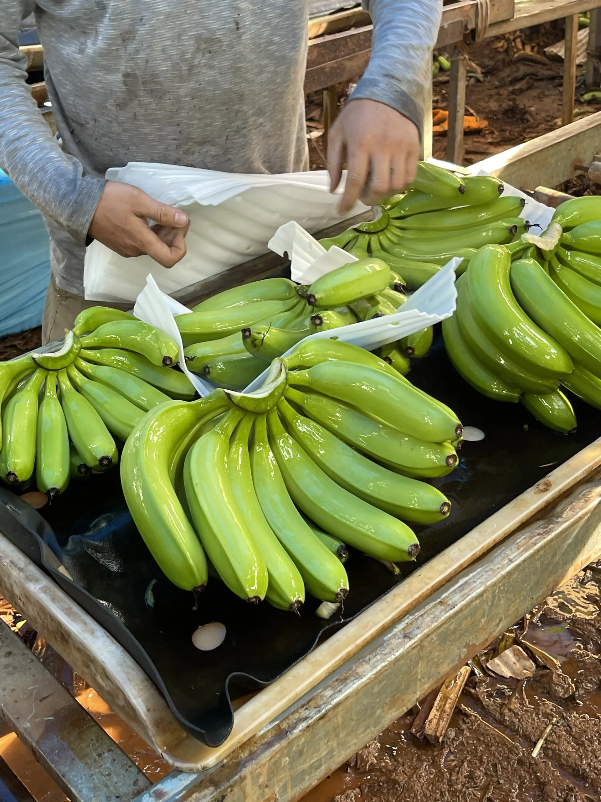 Top-Quality Fresh Bananas from Vietnam: Competitive Pricing Guaranteed