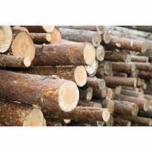 Оптовая продажа бревна из древесины бука дуба