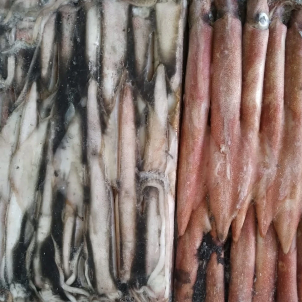 FRESH SEAFROZEN LOLIGO SQUID WHOLE ROUND  HOT SELLING TASTY ITEM 24 MONTHS SHELF LIFE INDONESIAN ORIGIN
