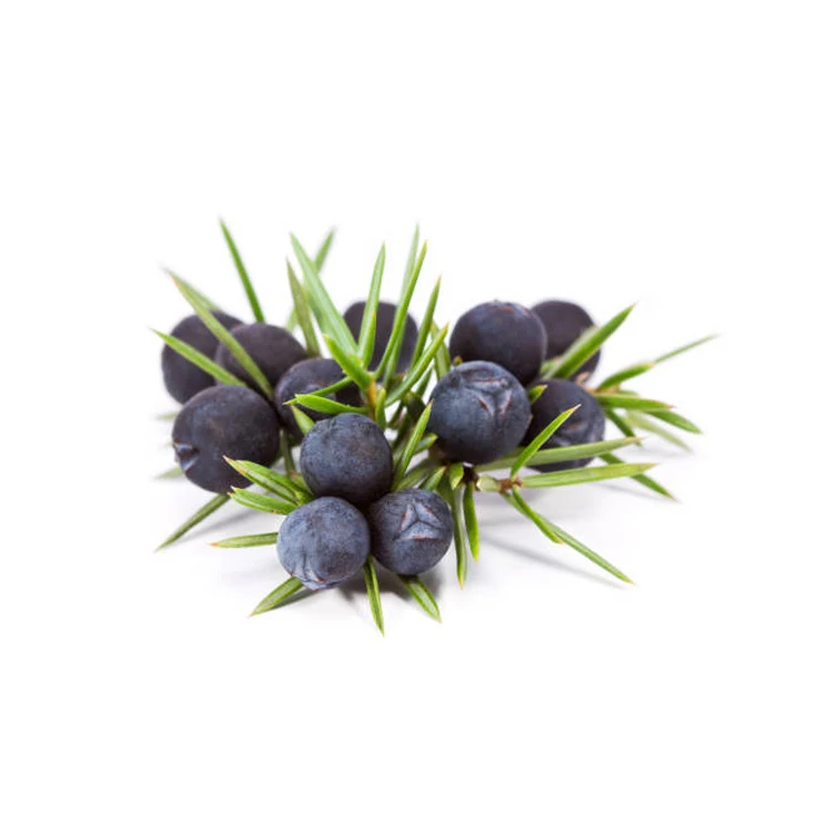 Juniper Berries For Food Seasoning Flavor Extract Oil Food Grade Certified EU Quality