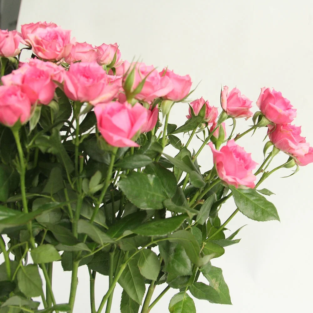 Fresh Cut Flowers Rose Wholesales FactorySupply Long Stem Fresh Roses For Valentines Flower Arrangement