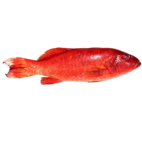 Wholesales Whole Round Frozen Grouper Fish