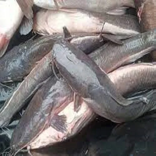 Купить хорошее качество Свежезамороженная Рыба морепродукты для продажи/Премиум замороженная рыба приготовления и рецепты