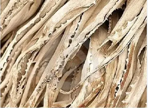 Top Quality Aloe Vera Dried Leaves Used for Skin Nourishment and Hair Scalp Treatment Manufacturers from India with Best Price