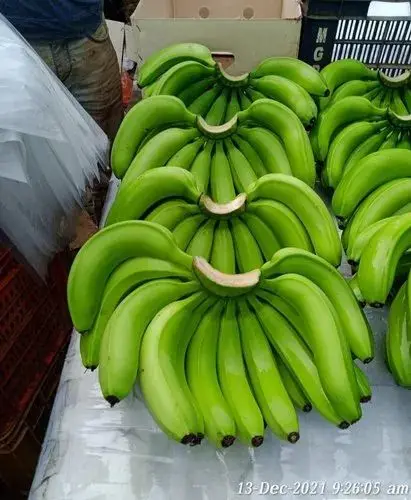 Ready for for export Fresh Plantain Banana Wholesale Good Quality Competitive Price Delicious Flavor FRESH PLANTAIN BANANA
