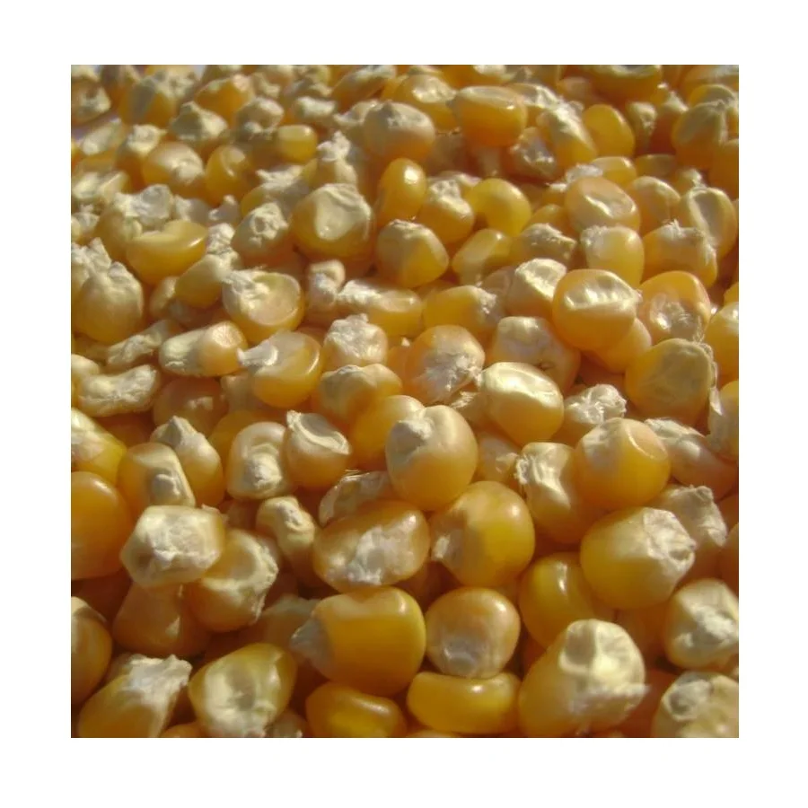 Продаем желтые кукурузные зерна кукурузы для корма животных/корм