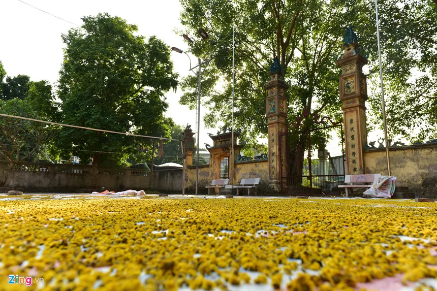 Vietnam suppliers herbal flowers loose dried chamomile flowers tea for sleep with high quality