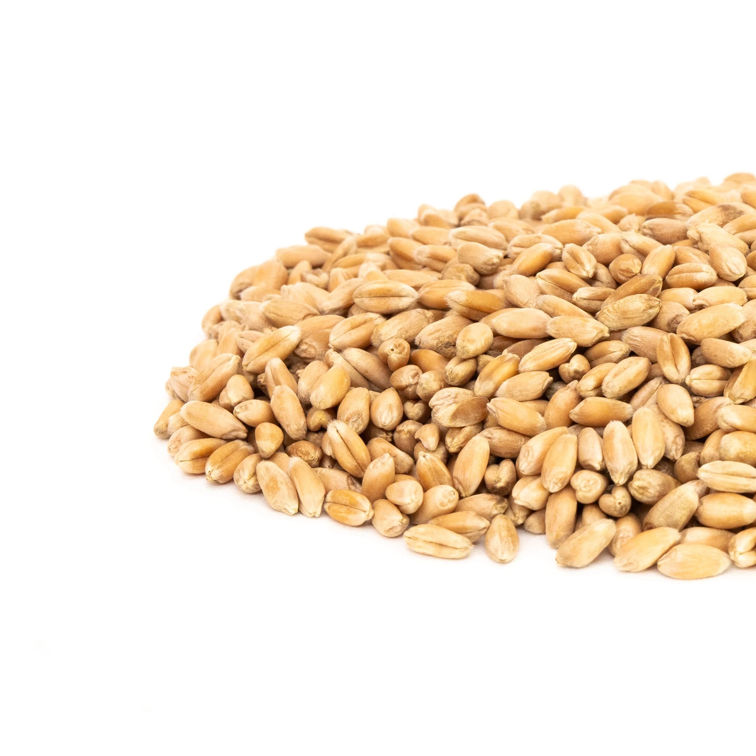 Best Market Price Wheat Grain In Bulk 100% Pure & Nutrition Wheat Grain Buy