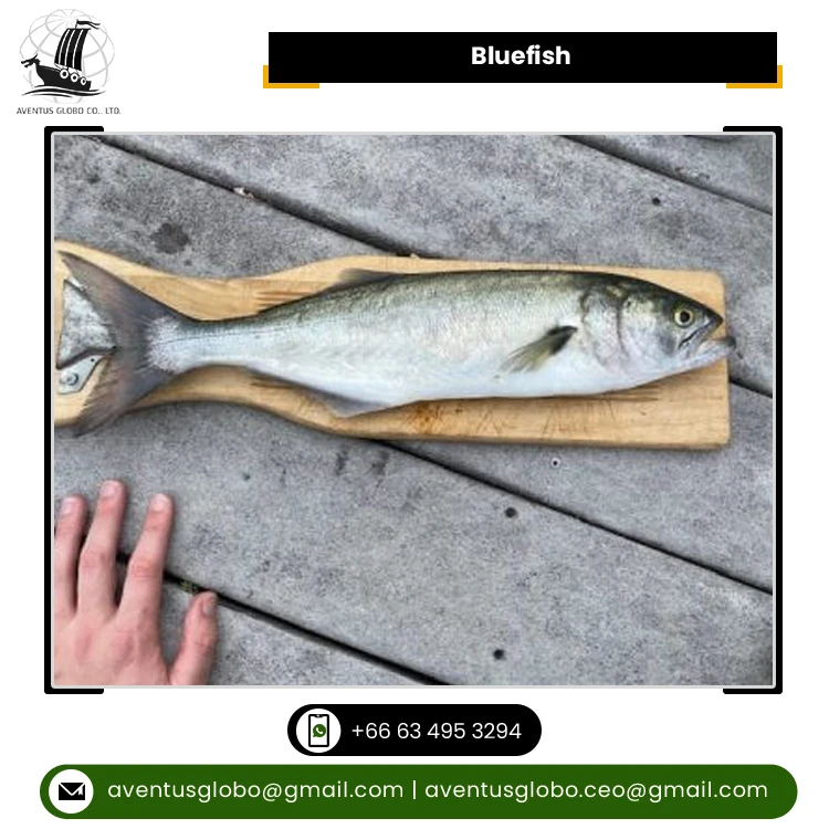 Best Exporter Supply Highest Quality Cook & Eat Cold Storage Bluefish Seafood at Best Market Price