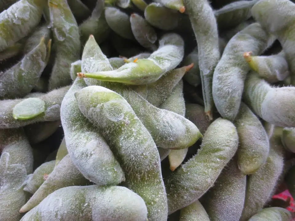 High Quality Chinese Fresh IQF Frozen Green Peas for sale,Frozen green peas price per ton,IQF frozen green peas