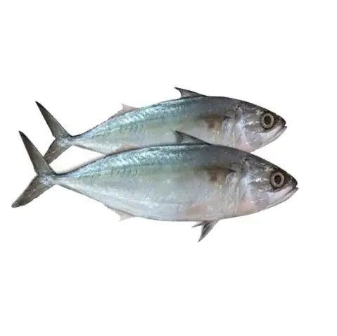 Замороженная испанская скумбрия Seer Fish с высоким уровнем чувствительности Омега 3 жирные кислоты из Западного Атлантического океана