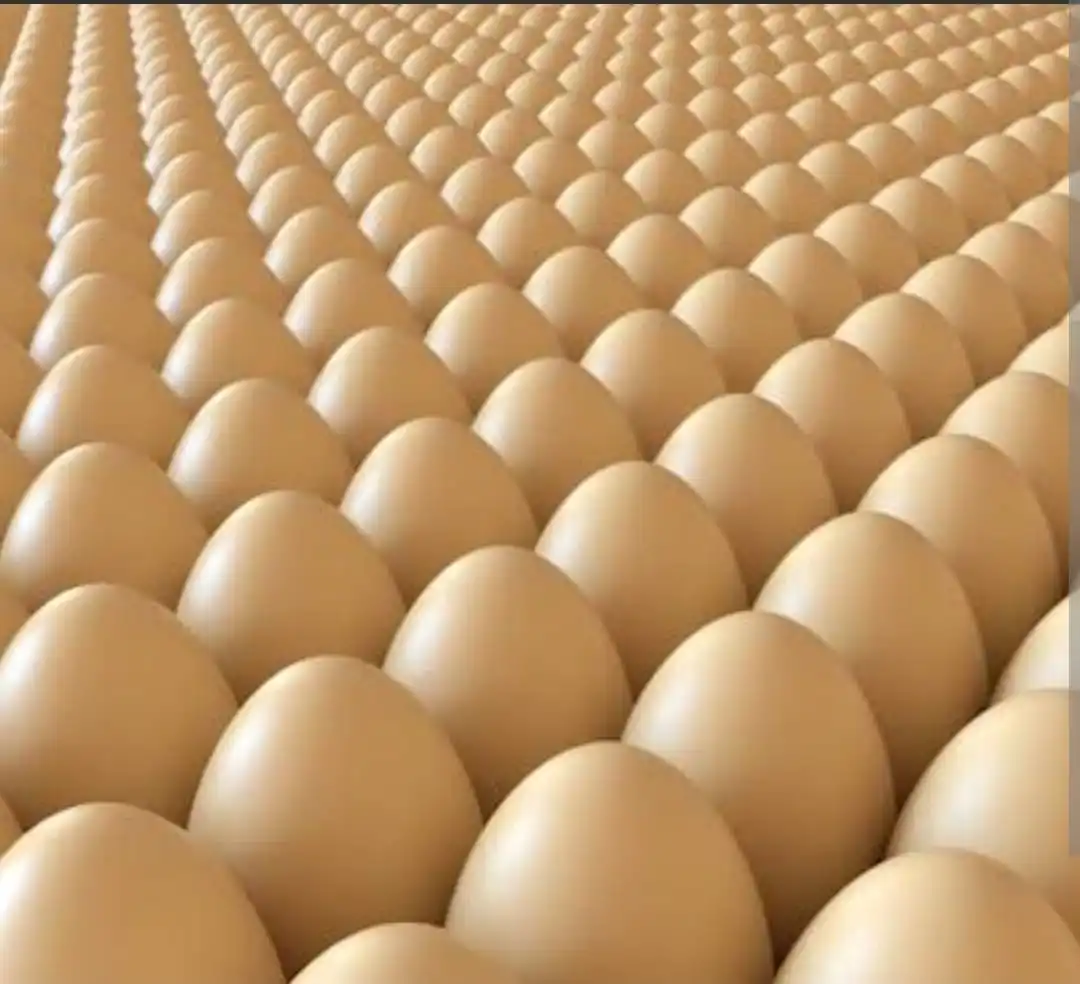 Fresh chicken table eggs and hatching eggs