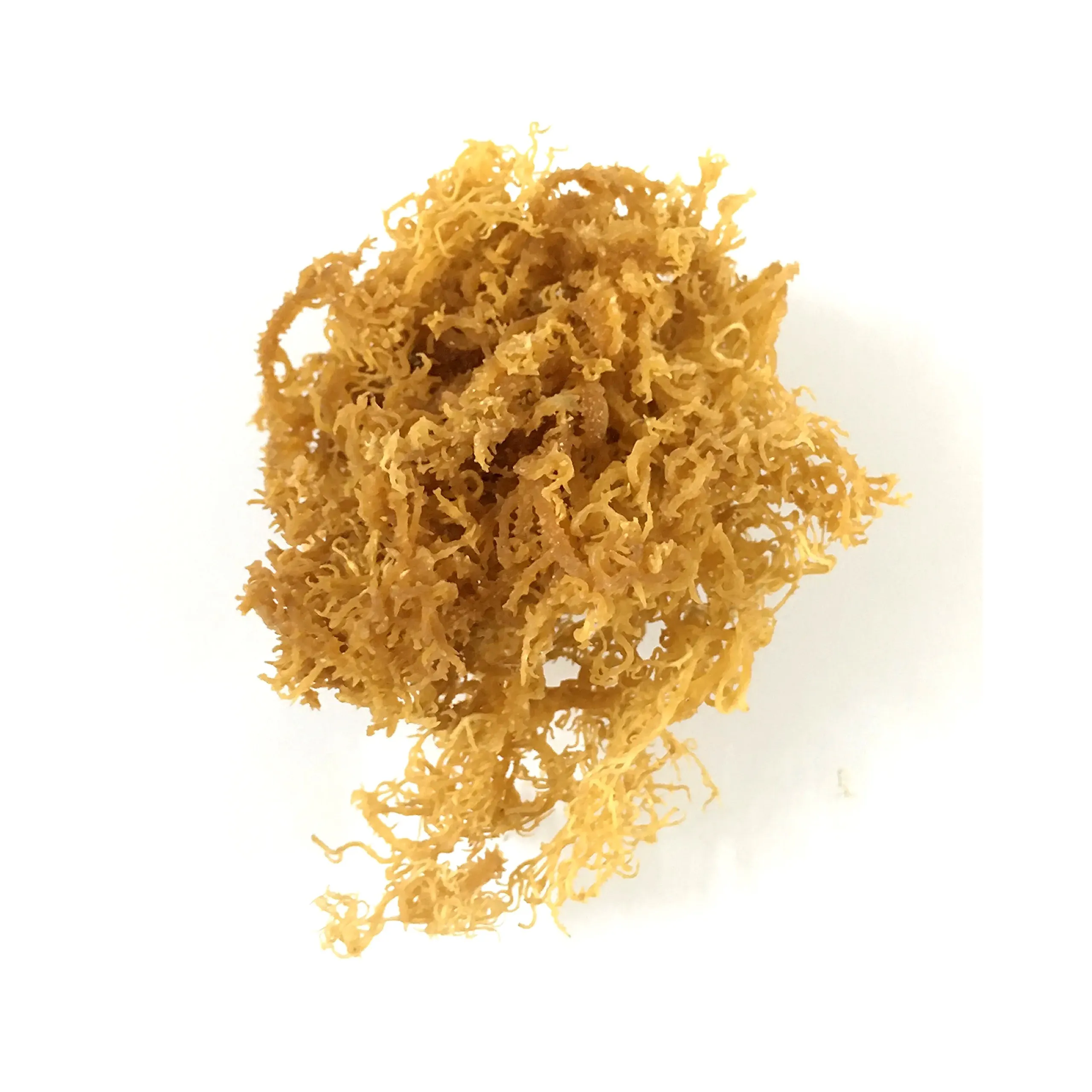 Natural Yellow Seaweed / Dried Cottonii Seaweed / Dried Sea Moss Wholesale For Producing Carrageenan