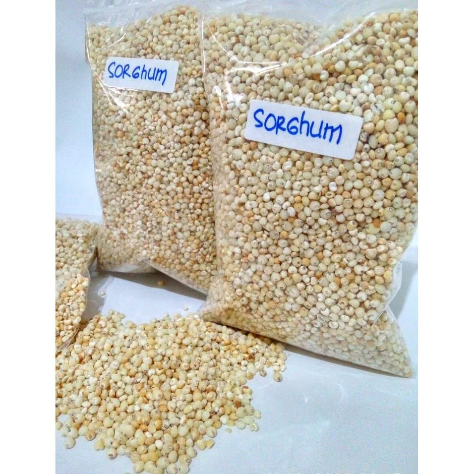 best quality natural Red Sorghum for Animal and Poultry Feed