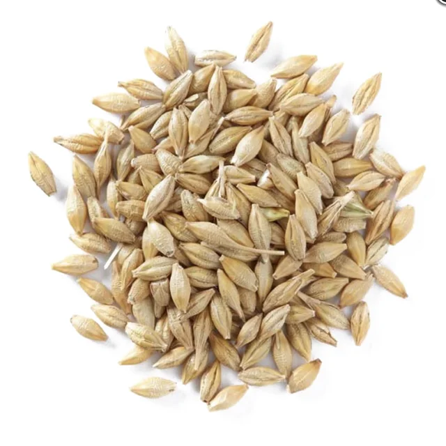 Bulk Grains 100% Organic Pearled Barley For Malting | Premium Organic barley Supplier