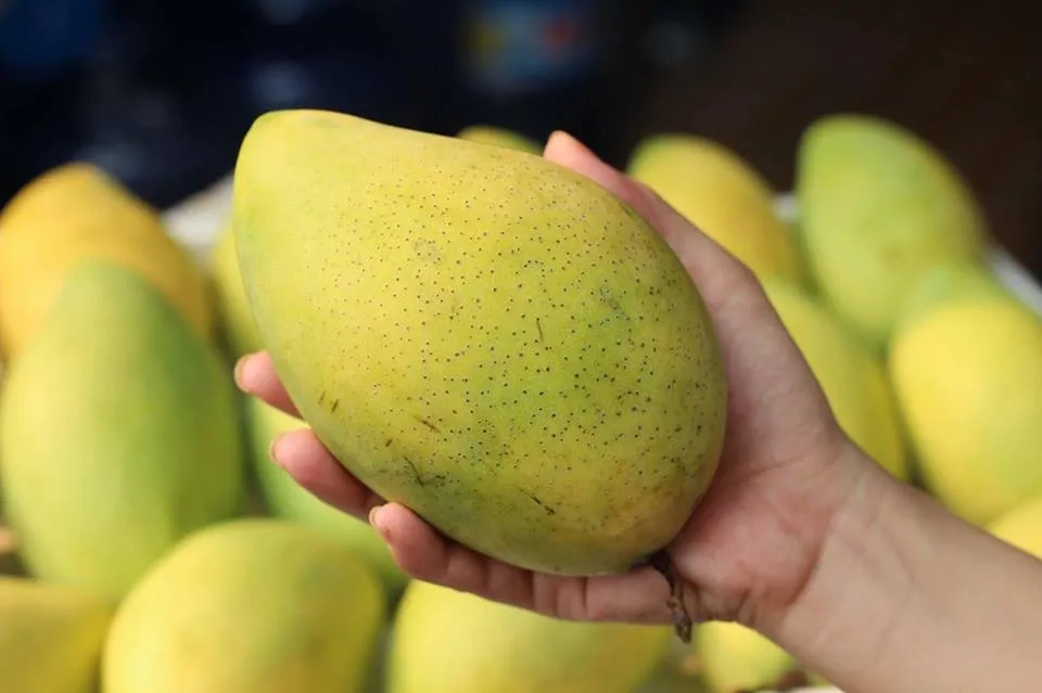 Fresh mango type kaew sweet dark yellow meet ready for ship export into many country all over the world