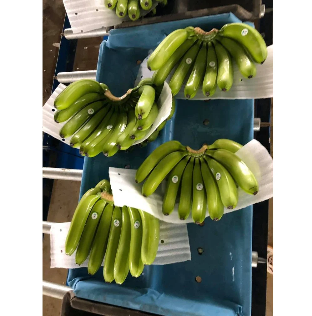 Логотип на заказ Зеленый/Желтый вьетнамский Свежий зеленый банан Cavendish для
