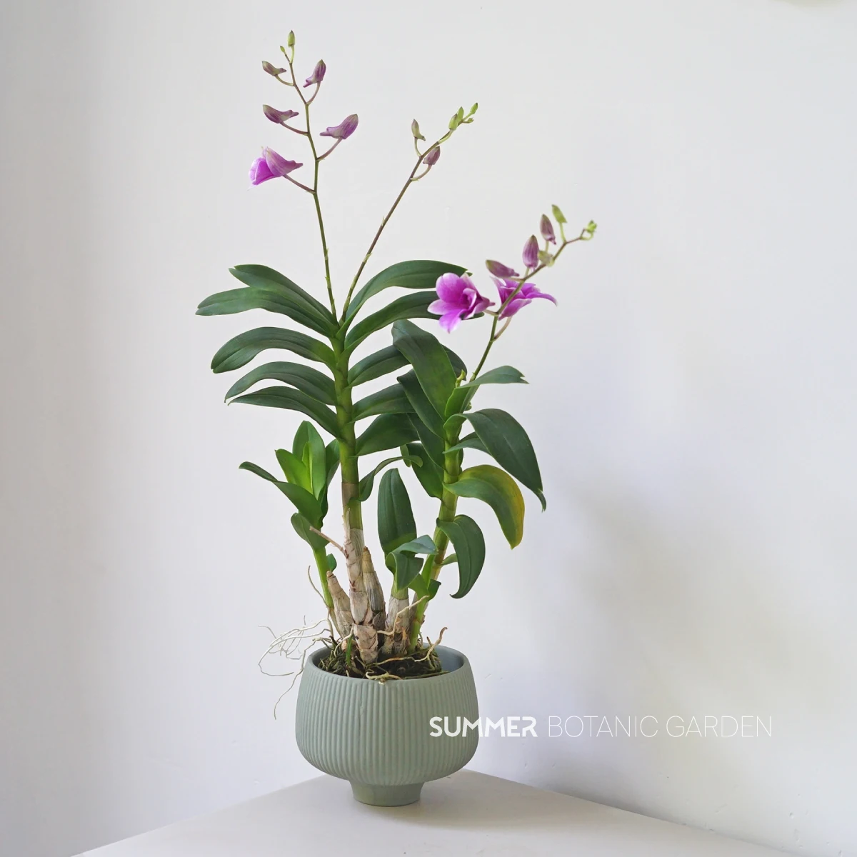 Vaas Vas Bloempot Saksi Maceta Bunga Fleur Wholesale Nordic Indoor Orchid Garden Porcelain & Ceramic Flower Plant Pot & Planters