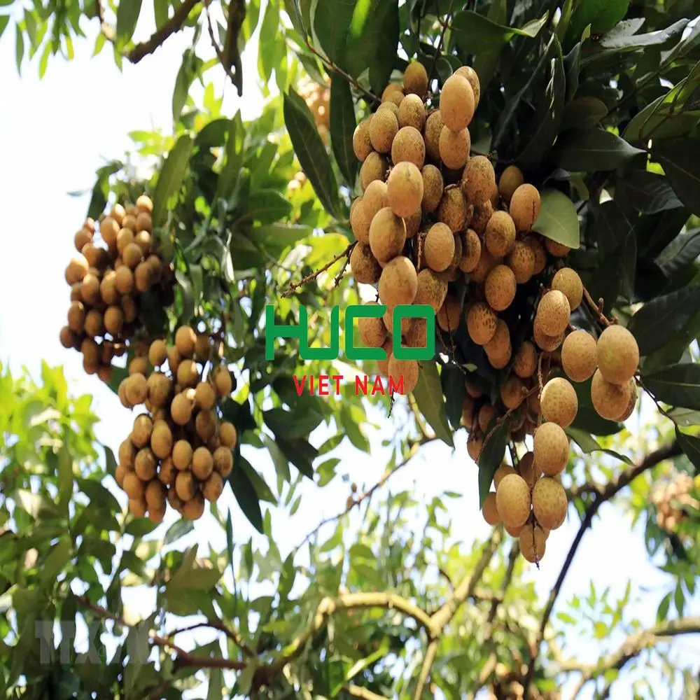 VIETNAM LONGAN FRUIT ON SALES - Fresh Longan at low price